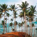 coconut tree hill3