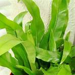 bird's nest fern4