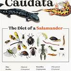 do salamanders need supplemental light for food1