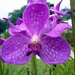 mandai orchid gardens1