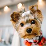 yorkshire terrier micro1