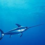 swordfish animal4