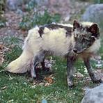 arctic fox animals4