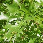 oak species1