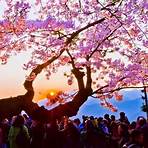 阿里山櫻花季20123