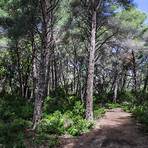 paillote plage de saleccia2