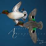 green wing teal mounts2