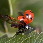 interesting facts about ladybugs1