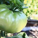 ruby's german green tomato1