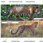 jaguares animais4