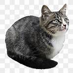 cute cats png2
