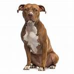 american staffordshire terrier4