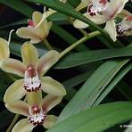 weißer belag auf orchideen4