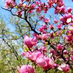magnolia cos'è2