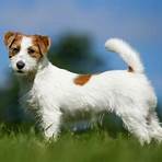 jack russell terrier haltung3