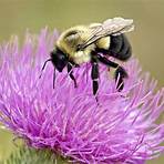 bumblebee bee4