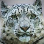 leopardo de las nieves alimentacion3