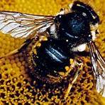 interesting facts about bees5