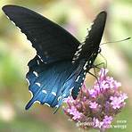 Black Butterflies2