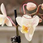 orchidee weißer belag symptome1
