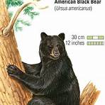 Black Bear5