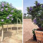 jacaranda mimosifolia bonsai blue garden rose2