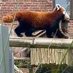 panda animal wikipedia español film en3