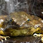 goliath frog1