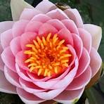 flor de lótus significado cores3