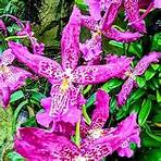 national orchid garden in singapore2