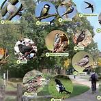 ornitologia significato3