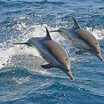 Bottlenose dolphin wikipedia5