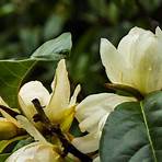 Magnolia5