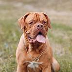 turner & hooch dog breed2