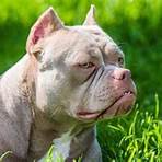 what are exotic bullies breed1