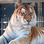 royal bengal tiger vs siberian tiger4