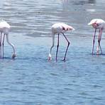 namibia walvis bay flamingo2