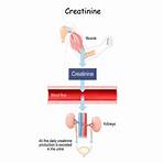creatine levels and what they mean 1.63