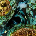 how does a giant clam work in the ocean2