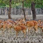 Sundarbans National Park5