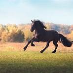friesian horses for adoption3