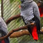 papagaio cinzento africano2