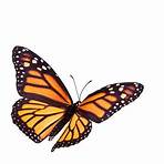 picture of butterfly3