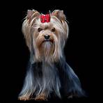 yorkshire terrier wesen2