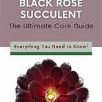 black rose succulent2