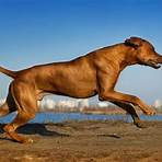 Running Dog1