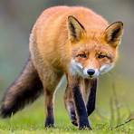 types of fox animals2