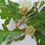 oak species3