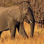 elefante africano2
