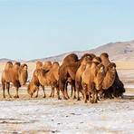 Camel3